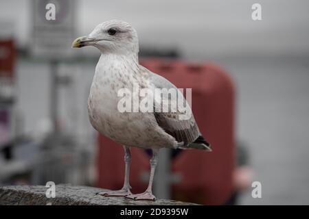 Eine junge Heringsmöwe (Larus argentatus), Großbritannien Stockfoto