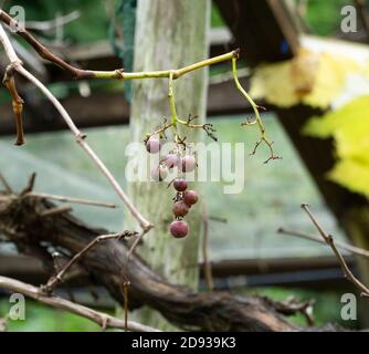 Ein kleines Bündel roter Trauben auf einer Weinrebe Stockfoto