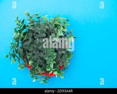 Eukalyptusblätter in einem roten Topf auf blauem Hintergrund Stockfoto