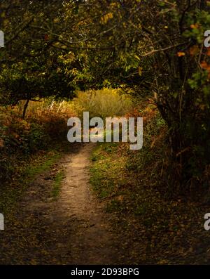 Ein Pfad durch die Wälder in Fairlight Glen, bei Hastings Stockfoto