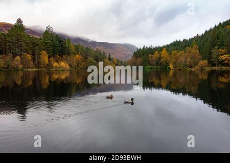 Enten auf einem Ziersee, Glencoe Lochan Trail, Glencoe, Schottland, Großbritannien Stockfoto