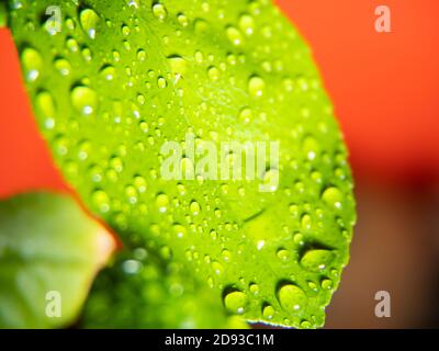 Wassertropfen auf einem Zitrusblatt. Makrofotografien Stockfoto