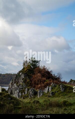 Ein kleiner Baum auf einem Felsvorsprung, Schottland Großbritannien Stockfoto