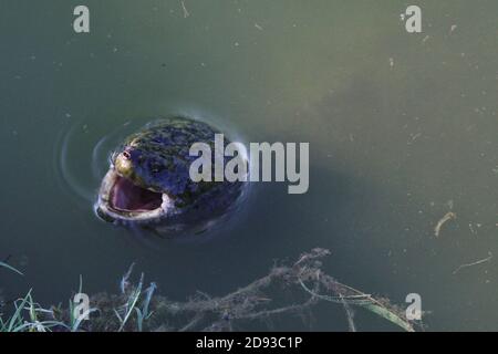 Eine große Schnappschildkröte in einem Teich mit weit geöffnetem Mund. Stockfoto