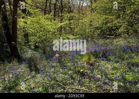 Bluebells in Middleton Woods, Ilkley, Yorkshire Stockfoto