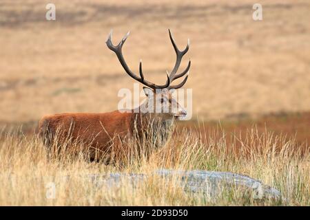 Rothirsch, Cervus elaphuson während der Herbstruhe auf Big Moor, Derbyshire, Peak District National Park, England, Großbritannien. Stockfoto