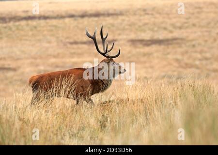 Rothirsch, Cervus elaphuson während der Herbstruhe auf Big Moor, Derbyshire, Peak District National Park, England, Großbritannien. Stockfoto