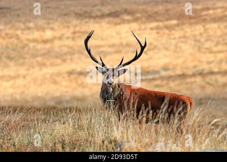 Rothirsch, Cervus elaphuson während der Herbstruhe auf Big Moor, Derbyshire, Peak District National Park, England, Großbritannien. Stockfoto