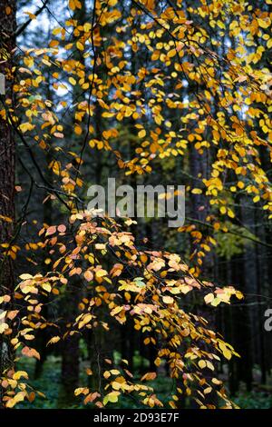 Orange, rot und braun Herbstfarben von Buchenblättern auf einem Baum, der von grün zu braun wechselt Stockfoto