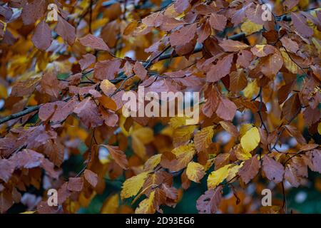 Orange, rot und braun Herbstfarben von Buchenblättern auf einem Baum, der von grün zu braun wechselt Stockfoto