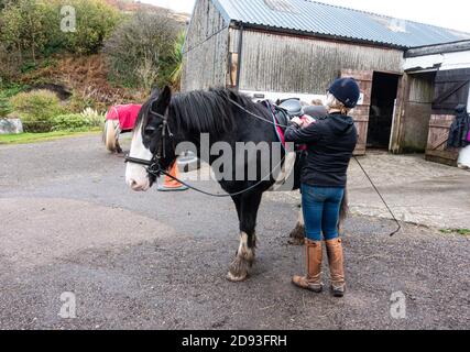 Ein schwarz-weißes Pferd / Pony wird zum Reiten vorbereitet, Großbritannien Stockfoto