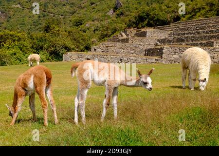 Alpakas in Machu Picchu Verlorene Stadt Inca, Peru Stockfoto