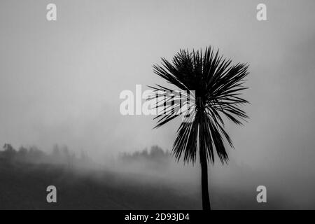 Eine schwarz-weiße, silhouettierte einfarbige Palme auf einem nebligen, nassen, regnerischen Hügel in Schottland, Großbritannien Stockfoto