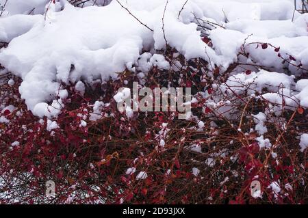 Bedeckt mit Schnee, Trauben von roten Beeren eines Cotoneaster horizontalis Decne, Winter Hintergrund. Stockfoto