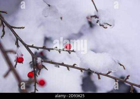 Bedeckt mit Schnee, Trauben von roten Beeren eines Cotoneaster horizontalis Decne, Winter Hintergrund. Stockfoto