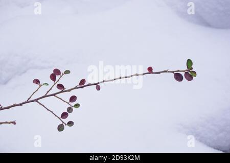 Bedeckt mit Schnee, Trauben von roten Beeren eines Cotoneaster horizontalis Decne, Winter Hintergrund. Stockfoto