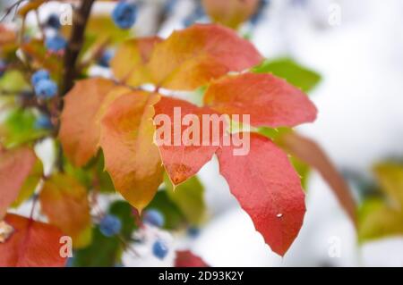 Bedeckt mit Schnee, grünen und roten Blättern und blauen Früchten Mahonia aquifolium, Oregon Traube, im Winter Stockfoto