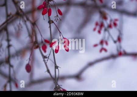 Bedeckt mit Schnee, Trauben von roten Beeren eines Cotoneaster horizontalis Decne, Winter Hintergrund. Stockfoto