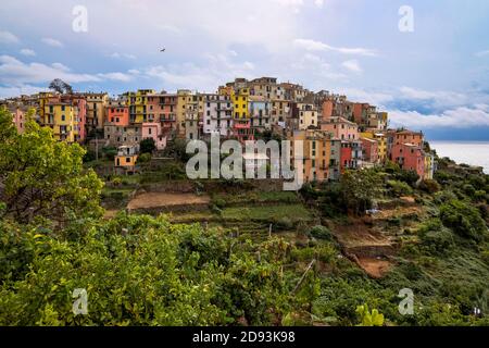 Bunte Häuser in einem Felsen mit Terrasse grüne Felder - Corniglia, Cinque Terre, Italien Stockfoto