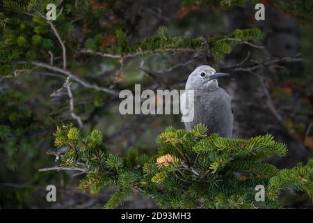 Clarks Nussknacker (Nucifraga columbiana) sitzt in einer Fichte Stockfoto