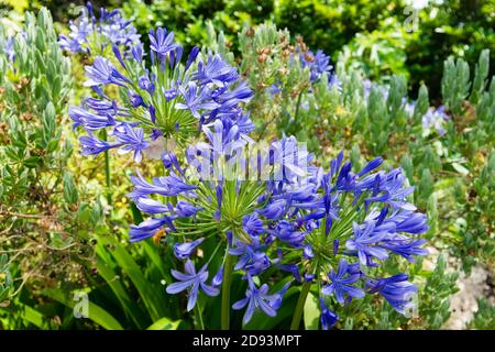 Drei blaue Agapanthus und ein Hintergrund der grünen Vegetation. Stockfoto