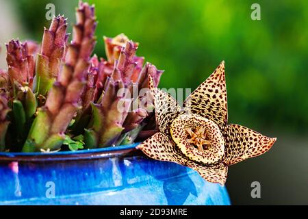 Blume-Stapelia gigantea Stockfoto