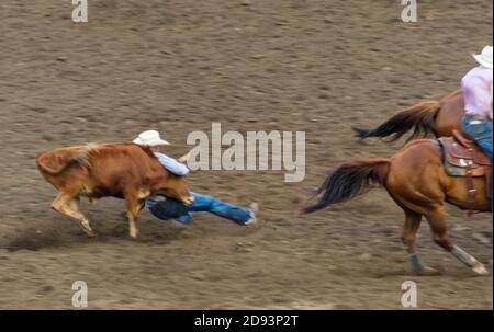 Rodeo-Show in der Arena, Steer Wrestling, wo ein Reiter jagt einen Steer, fällt vom Pferd zum Steer, dann ringt der Steer zu Boden durch GRA Stockfoto