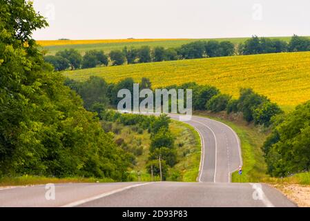 Kurvenreiche Straße durch Sonnenblumenfeld, Saharna, Moldawien Stockfoto