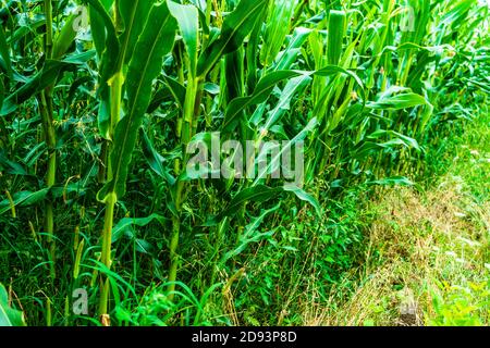 Sonne leuchtet über einem grünen Maisfeld wächst, Detail von grünem Mais auf landwirtschaftlichen Feld. Stockfoto