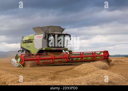Mit dem Sky Darkening beendet ein Claas Combine Harvester die Ernte eines Gerstenfeldes in der Landschaft von Aberdeenshire im Nordosten Schottlands Stockfoto