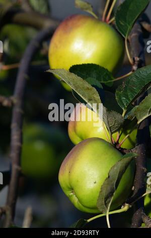 Reife „James Grieve“-Äpfel (Malus Domestica) Auf einem Baum in einem Garten in Aberdeenshire auf einem Sonniger Morgen Stockfoto