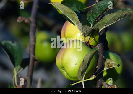 Mehrere Reife Äpfel (Malus Domestica) Von der Sorte 'James Grieve' hängen von einem Zweig in Herbst Stockfoto