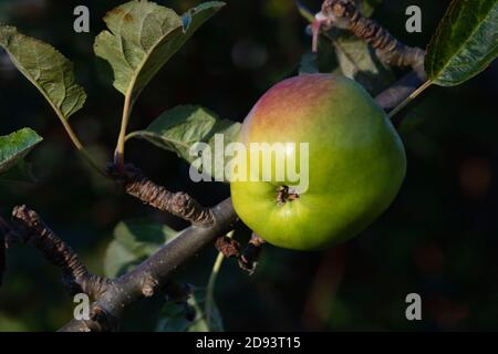 Ein reifer „James Grieve“ Apfel (Malus Domestica) Auf dem Baum im Herbst Sonnenschein Stockfoto