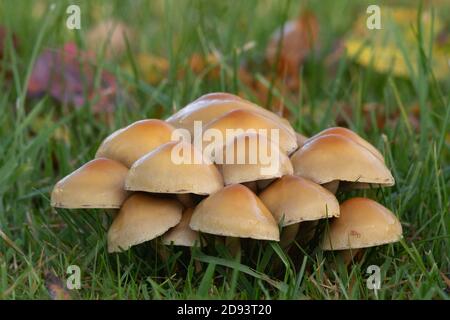 Ein frischer Haufen schleimig-bunter Pilze - wahrscheinlich Nadelöhrling (Hypholoma Capnoides), Aber Möglicherweise Schwefelöhrling (Hypholoma Fasciculare) Stockfoto