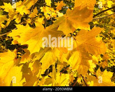Wunderschöne gelbe Blätter im Herbst Stockfoto