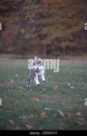 Husky Hund im Herbst bewaldeten Bereich in ohio Stockfoto