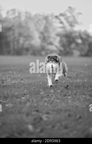 Husky Hund im Herbst bewaldeten Bereich in ohio Stockfoto