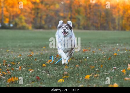 Husky Hund im Herbst bewaldeten Bereich in ohio Stockfoto