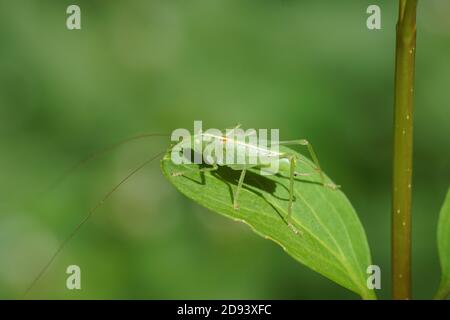 Südliche Eiche Buschkricket (Meconema meridionale). Unterfamilie Meconematinae. Familie Buschschilde (Tettigoniidae). Auf einem Blatt in einem holländischen Garten. Sommer Stockfoto