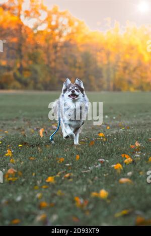 Husky Hund im Herbst bewaldeten Bereich in ohio Stockfoto