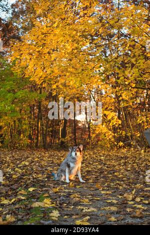 Husky Hund im Herbst bewaldeten Bereich in ohio Stockfoto