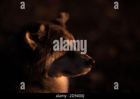 Husky Hund im Herbst bewaldeten Bereich in ohio Stockfoto