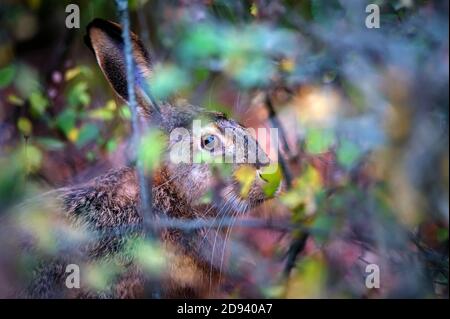 Close up Angst europäischen Hase oder Lepus europaeus in der Natur Stockfoto