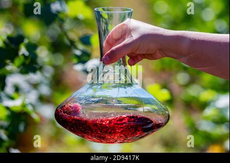 Hand hält Dekanter mit Rotwein neben Trauben in Weinberg Stockfoto