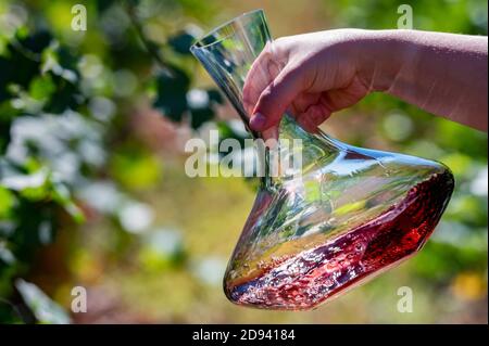 Hand hält Dekanter mit Rotwein neben Trauben in Weinberg Stockfoto