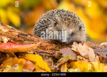 Igel (wissenschaftlicher Name: Erinaceus europaeus) Wild, einheimisch, Igel im Herbst. Aus einem Wildtierhäuschen entnommen, um Gesundheit und Bevölkerung zu überwachen. Stockfoto