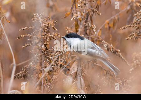 Schwarzdeckelmuschel (Poecile atricapillus) im Herbst Stockfoto