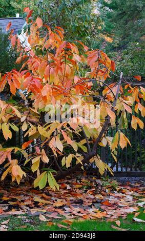 Gelbe Blätter der gemeinsamen Paw Paw Baum (asimina triloba) im Herbst Stockfoto