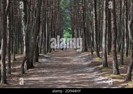 Tanzender Wald (Kiefernwald) mit verdrehten Bäumen auf der Kurischen Nehrung, Oblast Kaliningrad, Russland Stockfoto