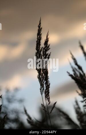 Die dunkle Kontur des Pinsels des trockenen Grases gegen Der Hintergrund eines bewölkten blau-golden-orange Himmel in Die Strahlen der untergehenden Sonne an einem Sommerabend Stockfoto